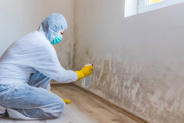 Professional mold removal team in Douglas