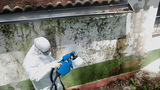 Mold Removal service in Douglas